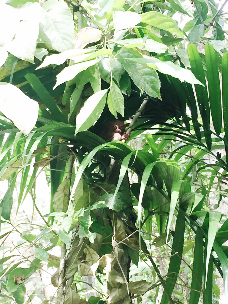 眼鏡猴.JPG 眼鏡猴.JPG